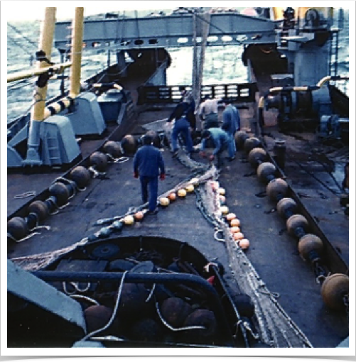 Cod fish population study. Cod were  collected with bottom trawls