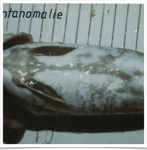 Examining cod&rsquo;s skeletal deformation - enlarged & short skulls