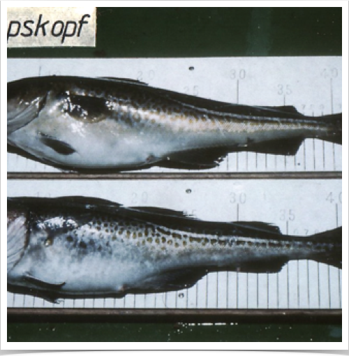 FS ANTON DOHRN reaches eastern Baltic: Destination Gdansk harbour for exchange of the scientific research crew