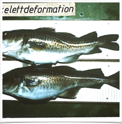 Fish biologists research team examining cod&rsquo;s skeletal deformation - enlarged & short skull & deformed and abnormal  spines
