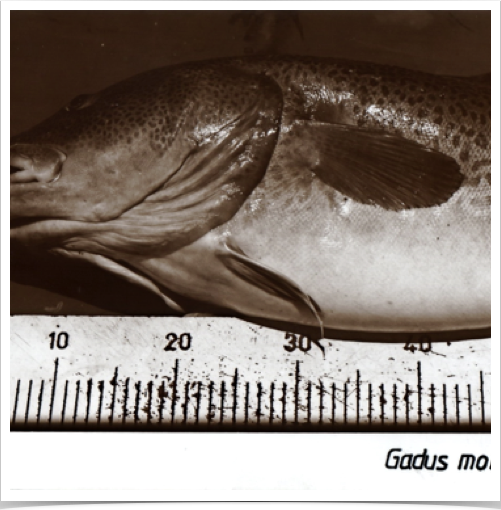Examining fish parasites and diseases, such as papillomas and  lymphocystis