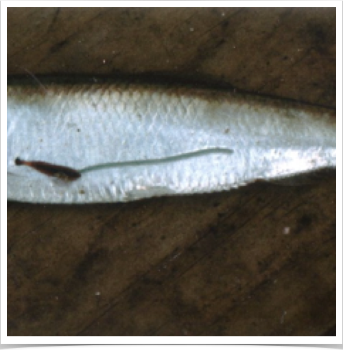 Parasitic Lernaeenicus encrasicoli attached to adult sprat Sprattus sprattus