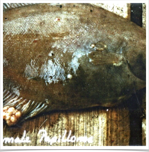 Fish biologist Dr. Alshuth examining fish parasites and diseases, such as epidermal papillomas seen here on flatfish