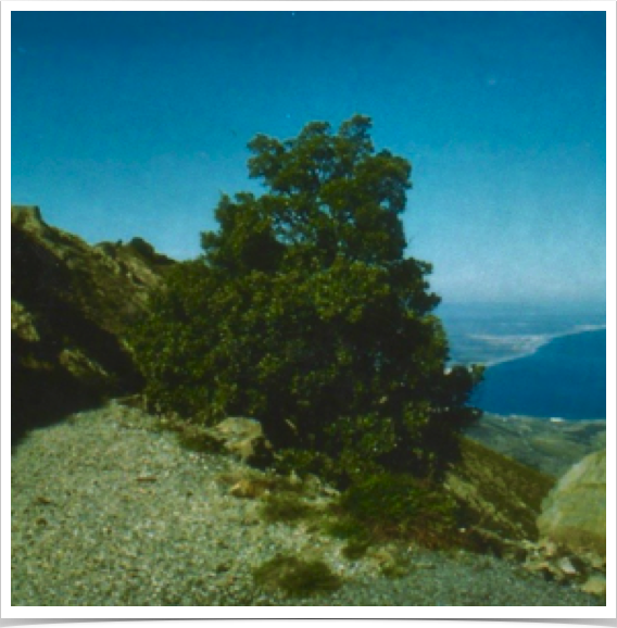 Tour de Madeloc hiking trails - passing through several types of forest, and vineyards, this tracks often provides excellent views over the sea.
