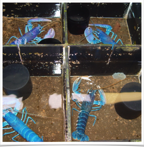 European Lobster (Homarus gammarus) culture review and visit of aquaculture research facility - Marine Station Helgoland Island.