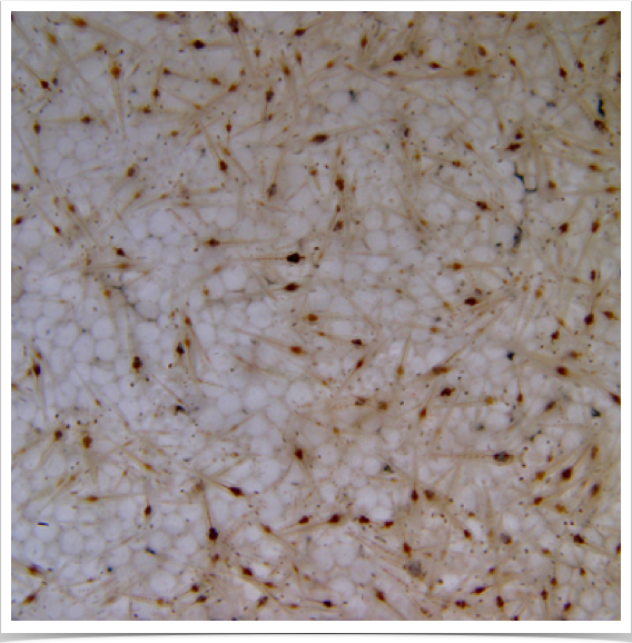 Postlarval stages of shrimp (Penaeus vannamei). 