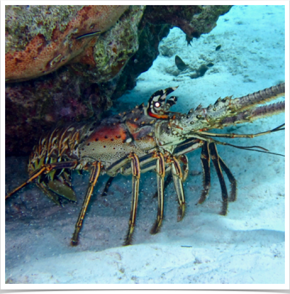 Caribbean Spiny Lobster (Panulirus argus) - a candidate for aquaculture? Examining early life cycle requirements.