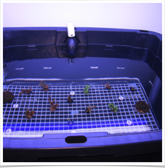 Sunscreen toxicity experiments with six reef-building hard corals.