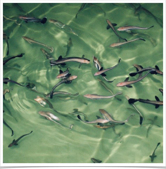 Juvenile Cobia - at fish farm in Bonaire, southern Caribbean. 