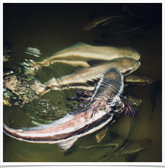 Cobia (Rachycentron canadium) - grown at Elijah Fish Farm. 
