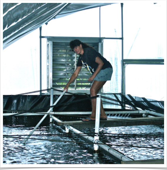 University of Florida&rsquo;s Shrimp Aquaculture Demonstration Project. Dr. Alshuth's turn for shrimp raceway maintenance and feeding.