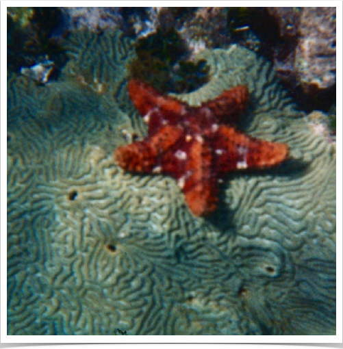 Juvenile Cushion Star Fish (Oreaster reticulatus) at Zapatillas Cays reef - noticeable absence of reef fish community. Juvenile Cushion Star Fish (Oreaster reticulatus) at Zapatillas Cays reef - noticeable absence of reef fish community.
