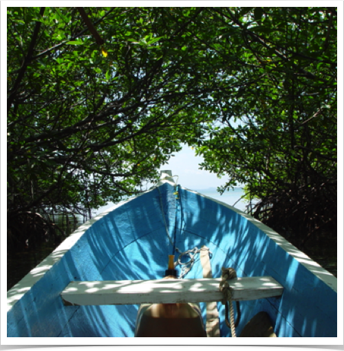 Exploring the Red Mangrove Forests near Colón Island - an ecologically-important forest type in the archipelago. Exploring the Red Mangrove Forests near Colón Island - an ecologically-important forest type in the archipelago.