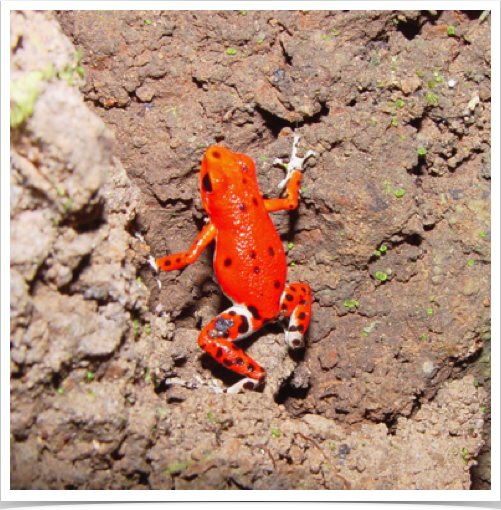 Red Poison-Dart Frog (Dendrobates pumilio) - at Red Frog Beach on the island of Bastimentos in Bocas del Toro. Red Poison-Dart Frog (Dendrobates pumilio) - at Red Frog Beach on the island of Bastimentos in Bocas del Toro.