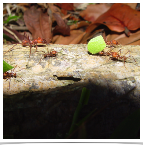 Endemic Leafcutter Ants are tropical, fungus-growing ants. Mediae castes forage, cut leaves and carry leaf fragments to nest. Endemic Leafcutter Ants are tropical, fungus-growing ants. Mediae castes forage, cut leaves and carry leaf fragments to nest.