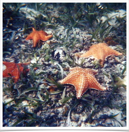 Cushion Stars (Oreaster reticulatus) among the Turtle Grass seagrass beds. Cushion Stars (Oreaster reticulatus) among the Turtle Grass seagrass beds.