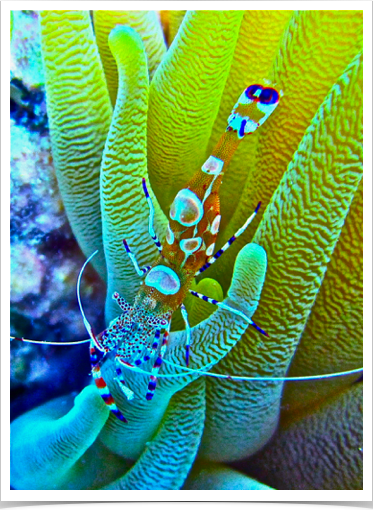 Spotted Cleaner Shrimp (Periclimenes yucatanicus) - associate with anemones. Spotted Cleaner Shrimp (Periclimenes yucatanicus) - associate with anemones.