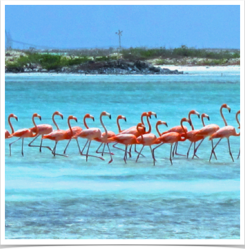 Bonaire is home to one of only four nesting grounds for the Caribbean flamingo. Bonaire is home to one of only four nesting grounds for the Caribbean flamingo.