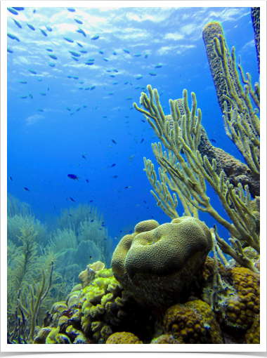 Diversity of scleractinian hard and soft corals near upper reef slope. Diversity of scleractinian hard and soft corals near upper reef slope.