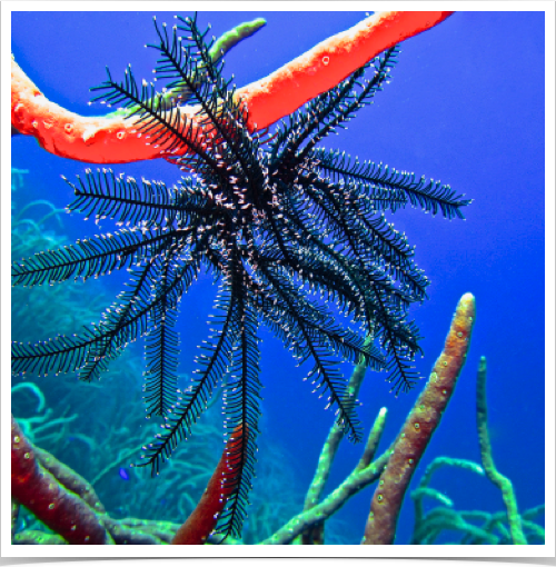 Black & White Crinoid (Nemaster grands) - attached to rope sponge on deep reef slope. Black & White Crinoid (Nemaster grands) - attached to rope sponge on deep reef slope.