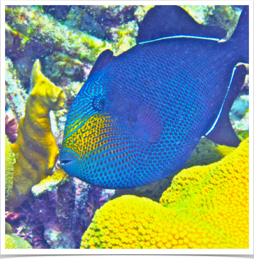 Black Durgeon (Melichthys niger) - can change color, pale or darken. Black Durgeon (Melichthys niger) - can change color, pale or darken.