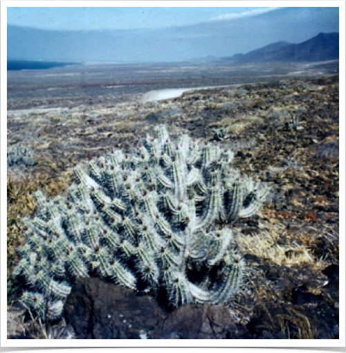 Desert landscape in Jandia, Fuerteventura - located close to the coasts of the western Sahara. Desert landscape in Jandia, Fuerteventura - located close to the coasts of the western Sahara.