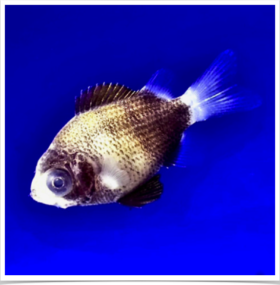 Examining settlement-stage reef fish diversity 
 in laboratory.