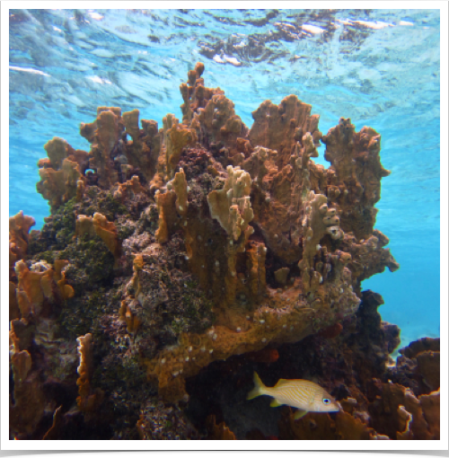 Exploring coral reefs - dominated by fire coral. Overfishing has contributed to a decline in ecosystem function.
Exploring coral reefs - dominated by fire coral. Overfishing has contributed to a decline in ecosystem function.