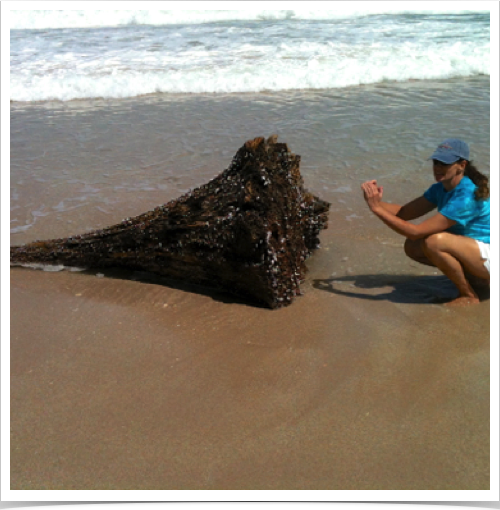 Dr. Alshuth examining an uprooted tree and its new habitat of marine sessile organisms - at Cabarete Bay beach. Dr. Alshuth examining an uprooted tree and its new habitat of marine sessile organisms - at Cabarete Bay beach.
