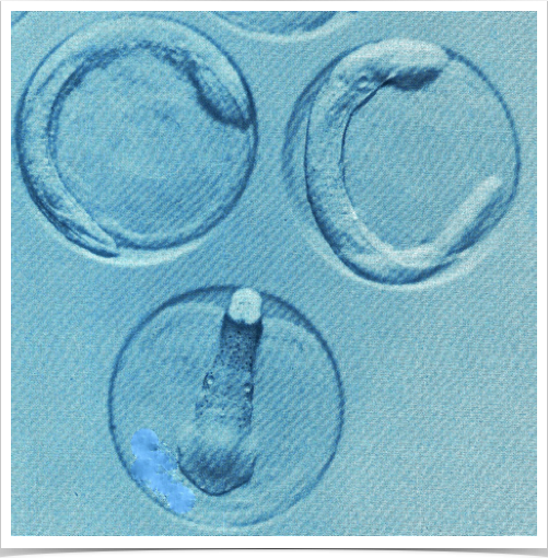 Wild collected sprat eggs used for larval growth studies