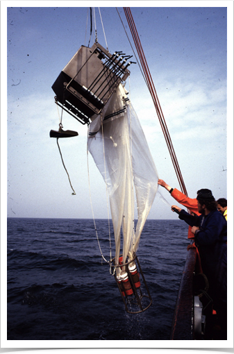 Ichthyoplankton survey chart of the North Sea.  Drawing by  S. Alshuth 