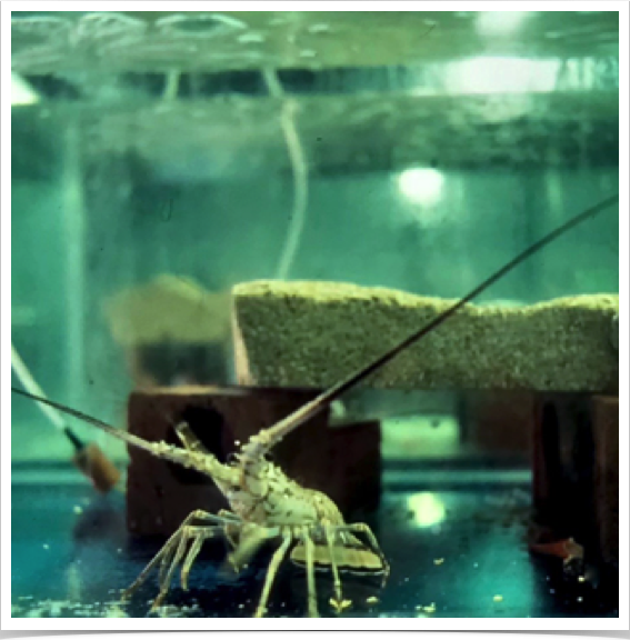 Spiny lobster brrodstock - kept in captivity.