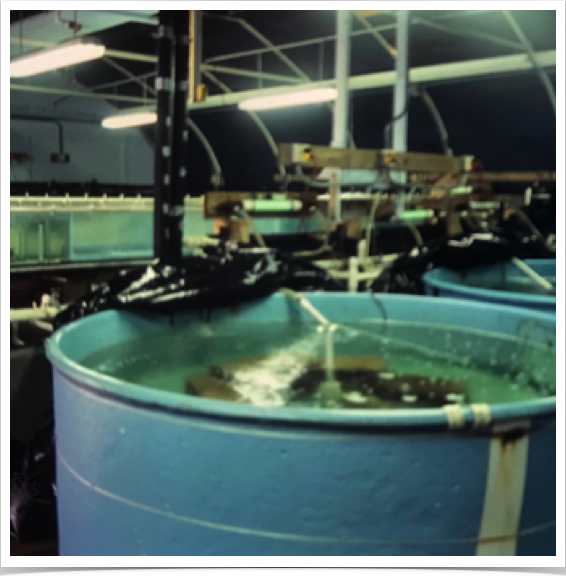 Spiny lobster broodstock facility at Harbor Branch Oceanographic Institution.