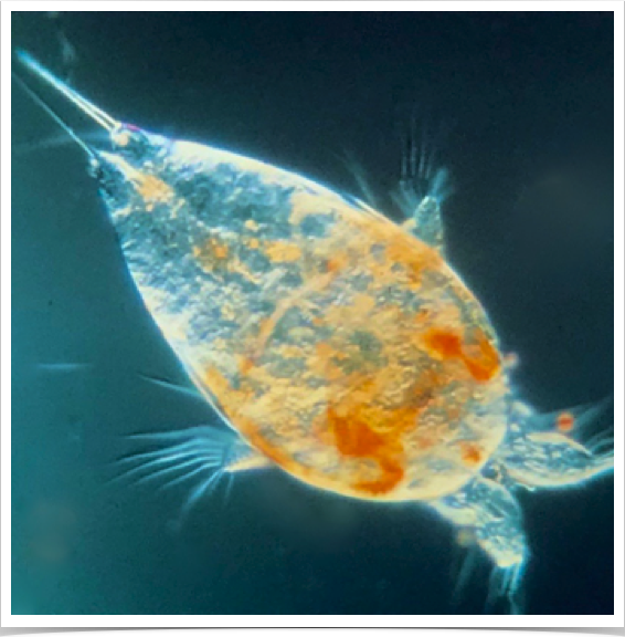 Rotifers - grown for spiny lobster larval food.
