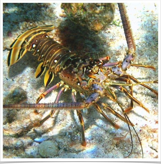 Spiny lobster (Panulirus argus ) - aquaculture candidate for the Caribbean? 