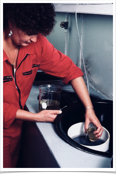 Dr. Alshuth growing larval food for spiny lobster larval rearing experiments.