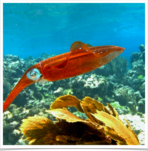 Caribbean Reef Squid (Sepioteuthis sepioidea) - communicate using a variety of color, shape, and texture changes. Caribbean Reef Squid (Sepioteuthis sepioidea) - communicate using a variety of color, shape, and texture changes.
