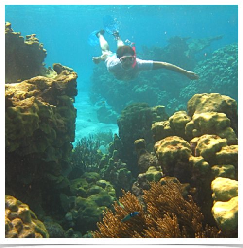 Dr. Alshuth exploring the Tobago Cays' pristine reef system and its diverse hard coral formations. Dr. Alshuth exploring the Tobago Cays' pristine reef system and its diverse hard coral formations.