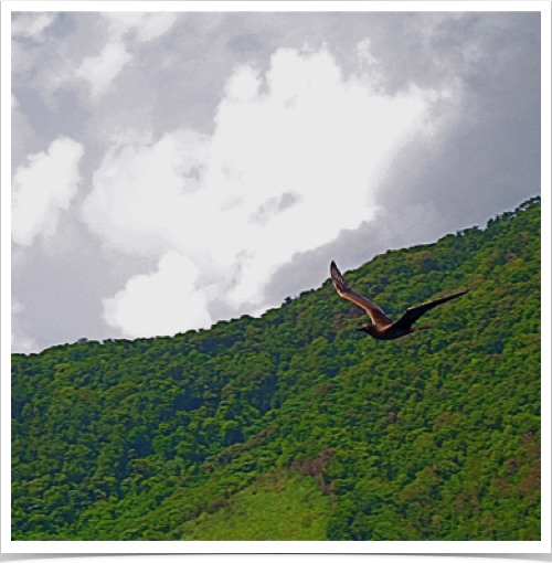 Rough seas await us on the northern passage - while tropical boobies and dolphins accompany our course. Rough seas await us on the northern passage - while tropical boobies and dolphins accompany our course.