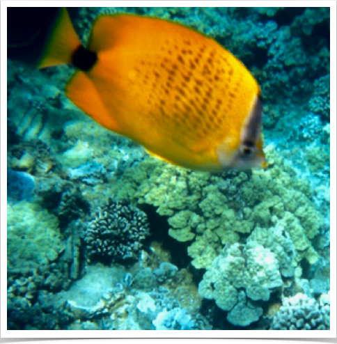 Milletseed Butterflyfish (Chaetodon miliaris) - endemic to Hawaii. 