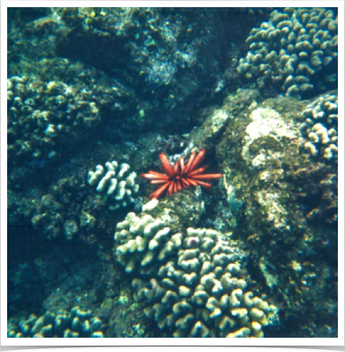 Red Pencil Urchin (Heterocentrotus mammillatus) - add characteristic color to many Hawaiian reefs.
