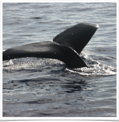 Humpback Whales (Megaptera novaeangliae) migrate from polar to tropical waters to breed and give birth.