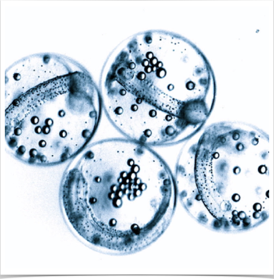Sorting and identifying ichthyoplankton - flatfish eggs with oil globules and visible embryos.