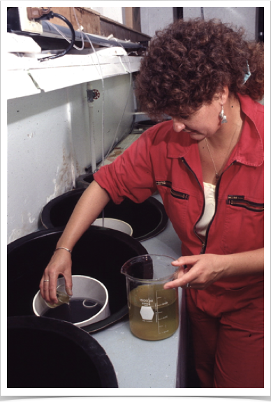 Larviculture experiments with subtropical and tropical fish species.
