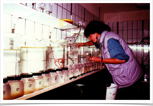 Dr. Alshuth transferred artificial fertilized sprat eggs to temperature control research lab - for larval rearing and otolith studies.