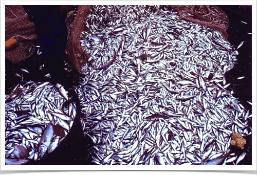Adult sprat collected with pelagic trawl for reproduction studies