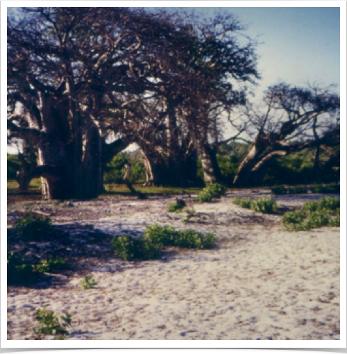 500-year old Baobab tree - at Diani Beach at the Indian Ocean, south of Mombasa. 500-year old Baobab tree - at Diani Beach at the Indian Ocean, south of Mombasa.