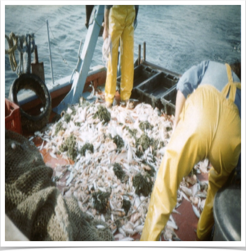 Evaluation of benthic trawl collection for Mediterranean biodiversity study