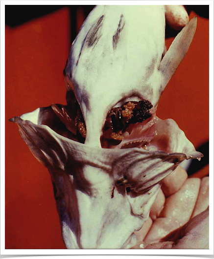 Gills of cod infested by Lernaeocera branchialis parasites. 