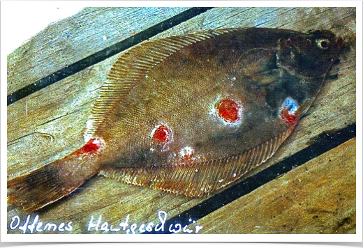 Fish diseases and parasites research - monitoring in the North Sea and Baltic Sea.